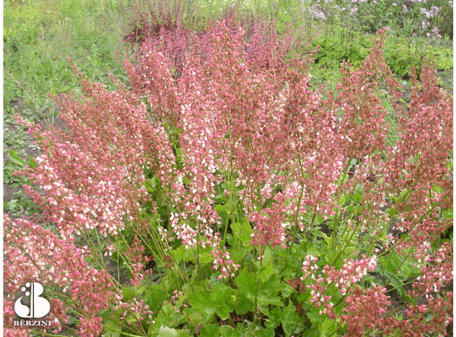 Heuchera   'White Marble'